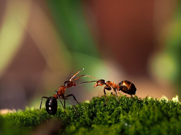 How Do Ants Communicate?