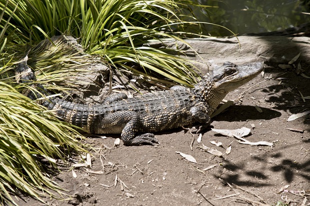 How Long Do Alligators Live?