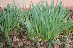 How to Care for Daffodils after They Bloom | Sophisticated ...