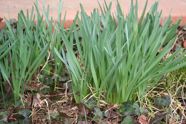 How to Care for Daffodils - Deadhead