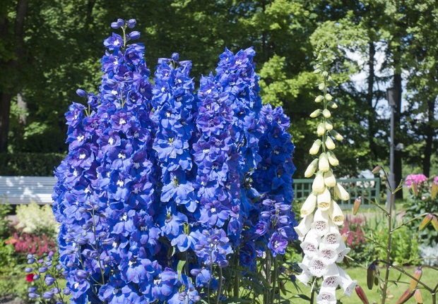 How to Grow Delphinium - Staking