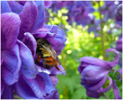 How to Grow Delphiniums