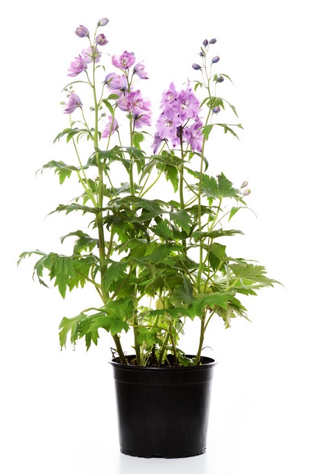 How to Propagate Delphinium