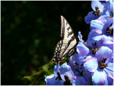 How Do I Propagate Delphinium?