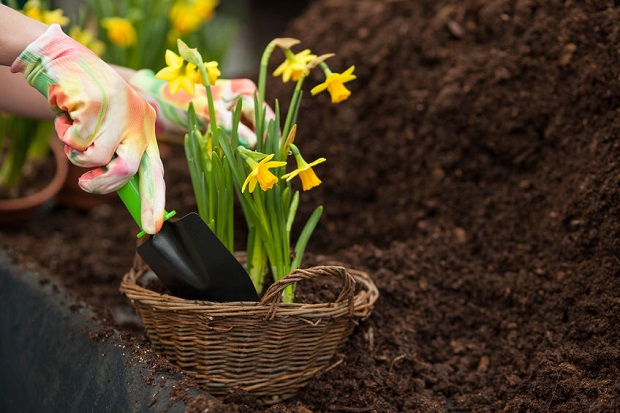 How to Transplant Daffodils – Daffodils Growing Guides