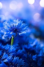 Cornflower Thumbnail