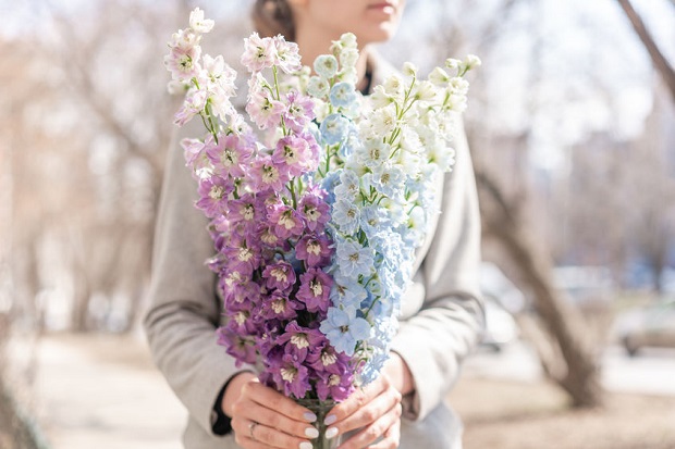 What Color Is Delphinium?