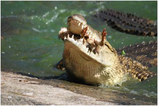 What Do Crocodiles Eat?