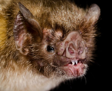 What Do Vampire Bats Eat?