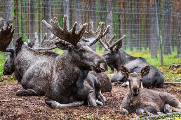 What Do You Call a Group of Moose?
