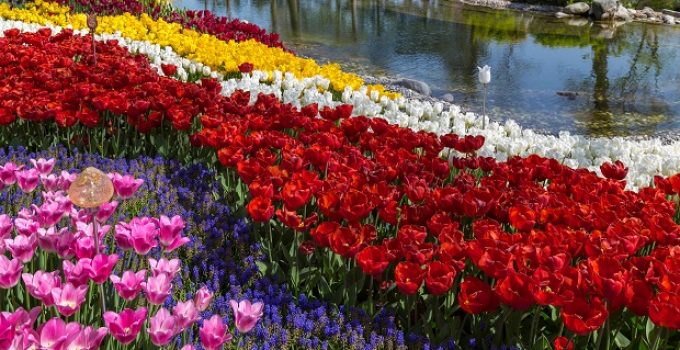 Tulip's Scientific Name