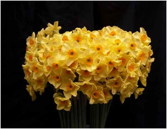 When to Cut Back Daffodils? Daffodils Growing Guides