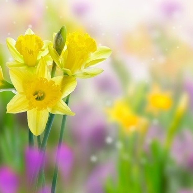 When to Divide Daffodils? Daffodils Growing Guides