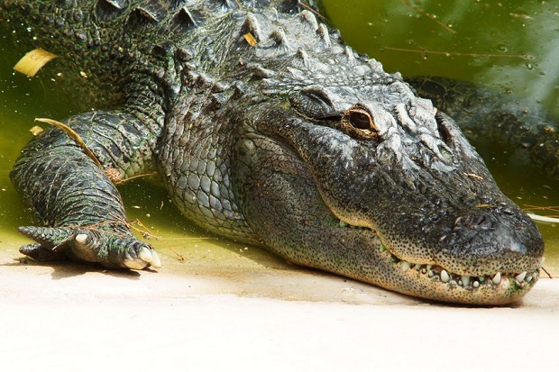 Are Alligators Reptiles?