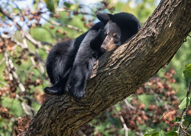 Are Bears Mammals? They Sure Are! Here’s Why