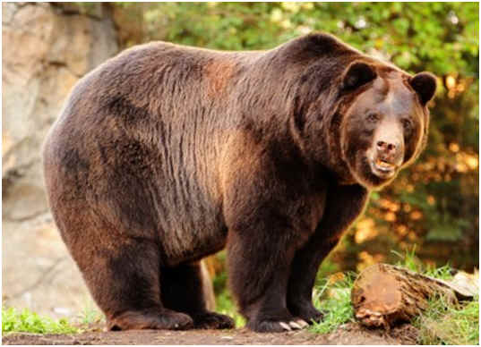 Are Bears Nocturnal? It Depends on Species and Gender