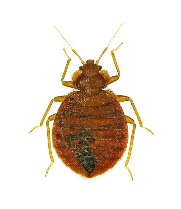 Are Bed Bugs Contagious