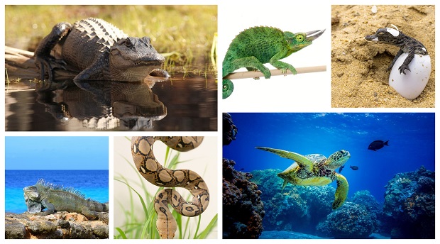 Are Crocodiles Reptiles?