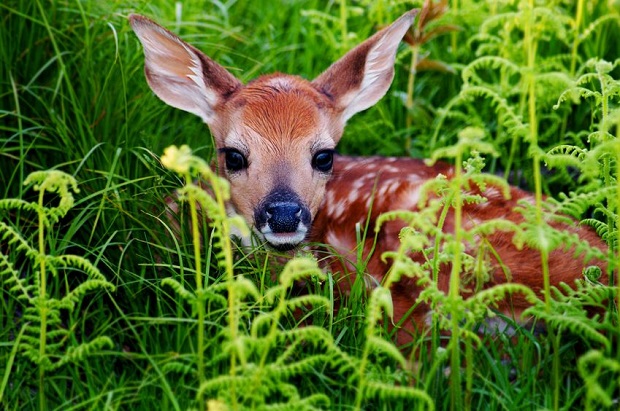 Are Deer Colorblind?