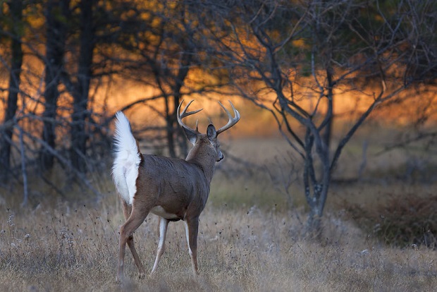 Are Deer Nocturnal?