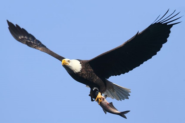 Are Bald Eagles Endangered?