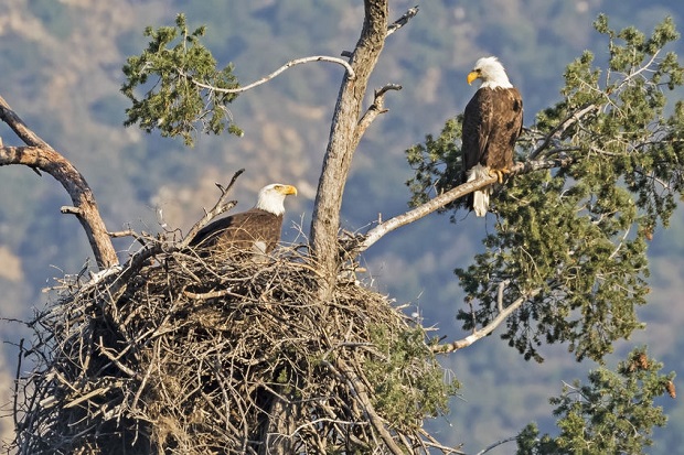 Are Eagles Endangered - Identification