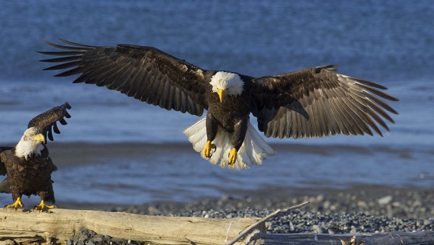 Are Eagles Endangered - Recovery
