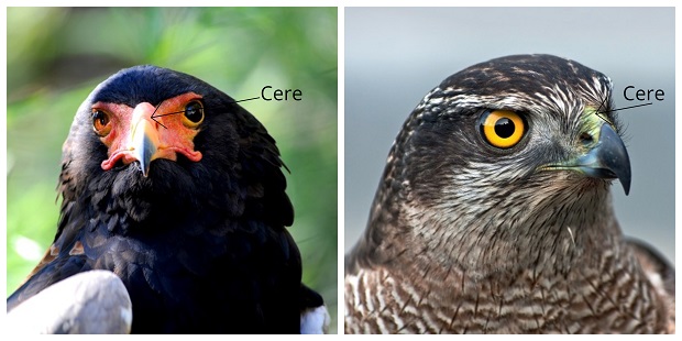 Are Eagles Hawks - Similarities