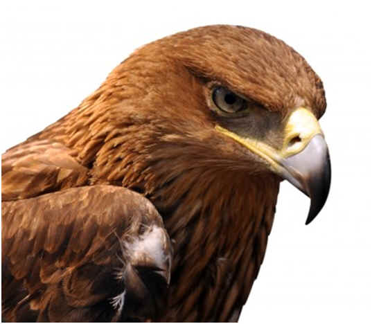 Are Eagles Hawks?