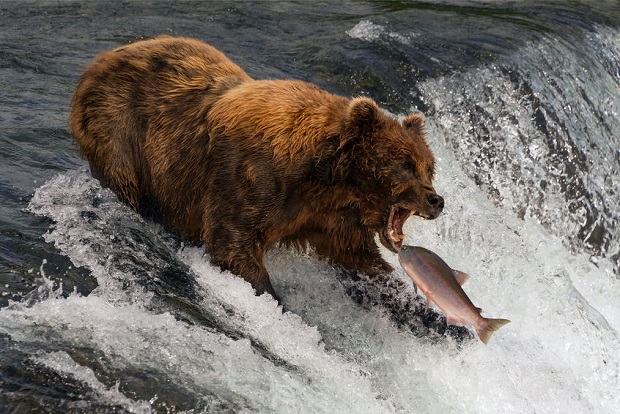 Are Eagles Scavengers - Brown Bear