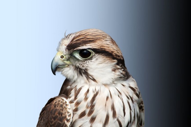 Are Falcons Endangered