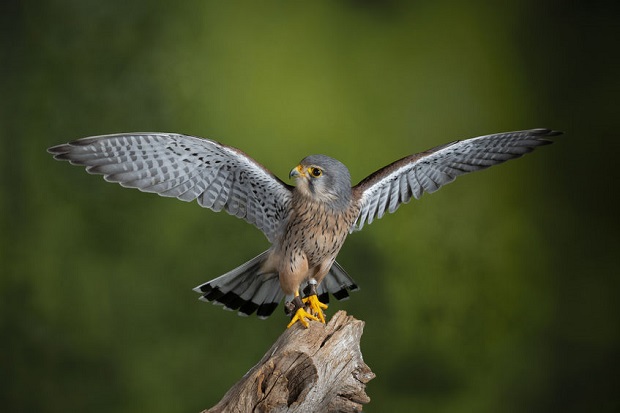 Are Falcons Endangered - Mauritius Kestrel