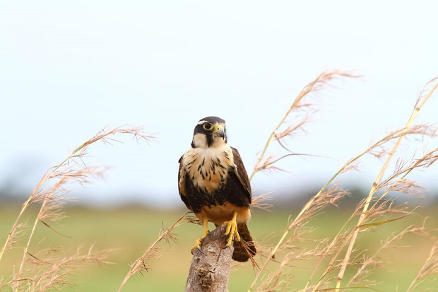 Are Falcons Endangered - Northern Aplomado