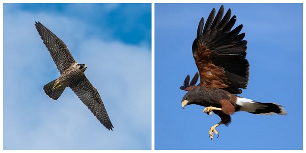 Are Falcons Hawks - How to Tell the Difference