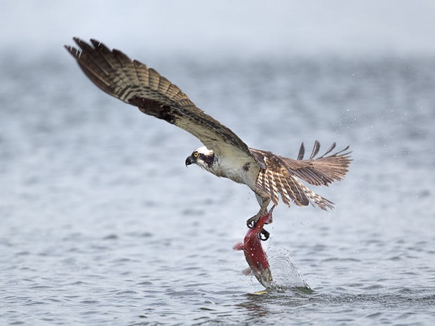 Are Falcons Hawks - Hawks