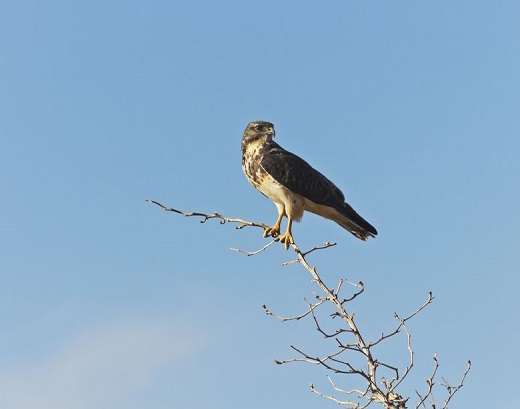 Are Hawks Carnivores? Here’s What Hawks Eat