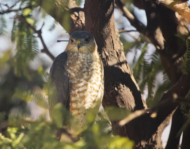 Are Hawks Carnivores - Hunting