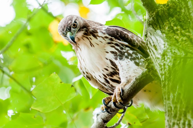 Are Hawks Carnivores - What Hawks Eat