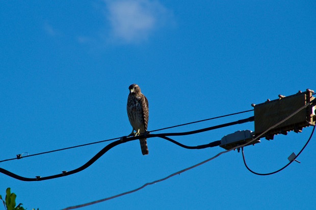 Are Hawks Carnivores - Where Hawks Live