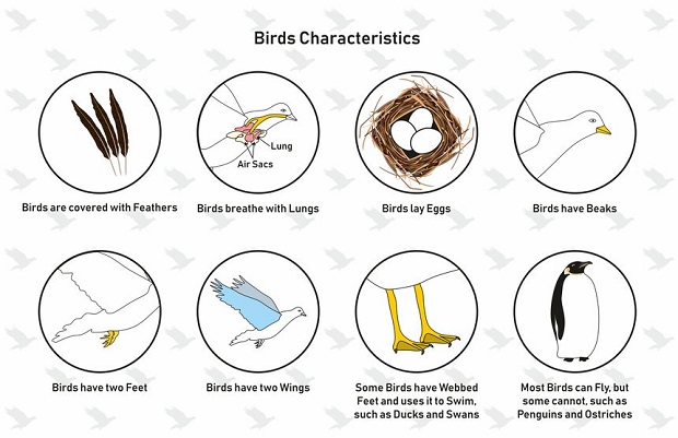 Are Owls Birds - Bird Characteristics