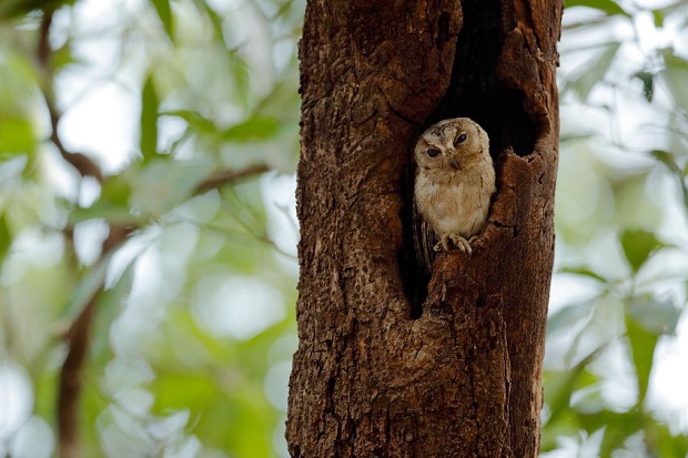 Are Owls Birds - Owls