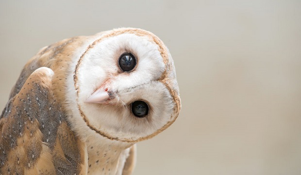 Barn Owl Facts – What They Eat, Where They Live, & More (Plus Photos)
