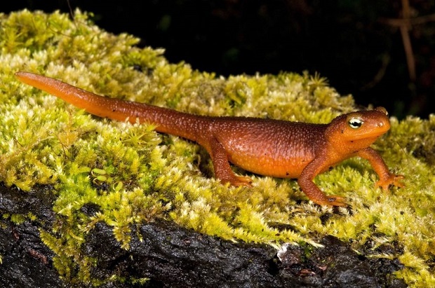 Are Salamanders Poisonous - California Newt