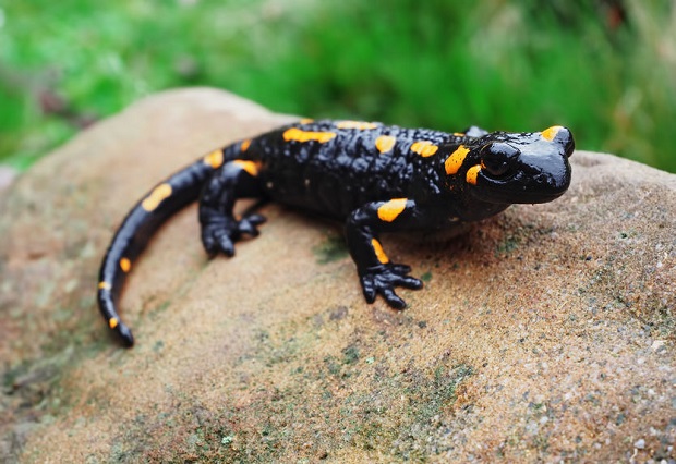 Are Salamanders Poisonous - Fire Salamander