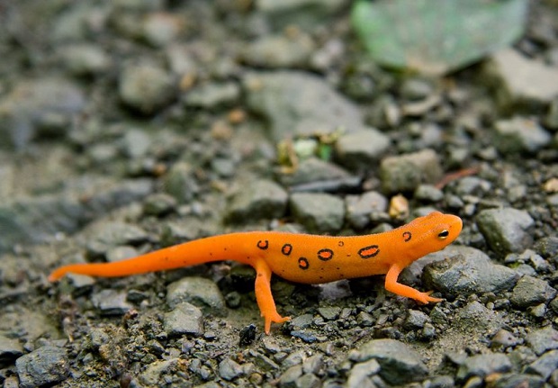 Are Salamanders Poisonous - Red Eft