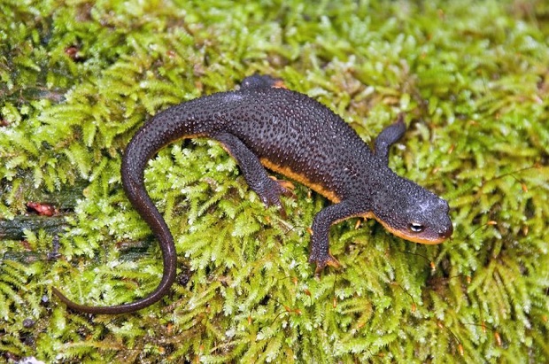 Are Salamanders Poisonous - Rough-Skinned Newt