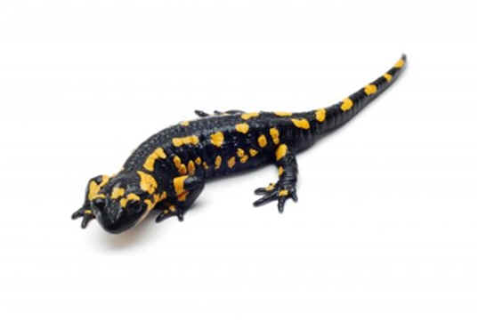 Are Salamanders Poisonous?