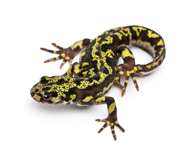 Are Salamanders Reptiles?