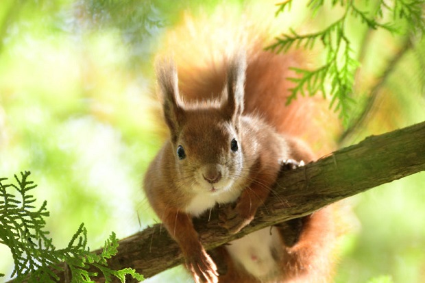 Are Squirrels Colorblind?