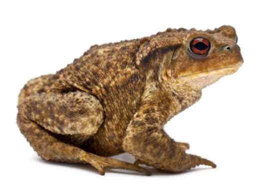 Are Toads Amphibians?